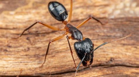How to get rid with ants. Things To Know About How to get rid with ants. 